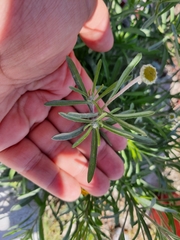 Tetraneuris linearifolia