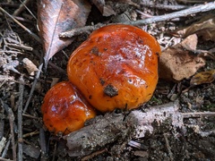 Hygrophorus subsalmonius