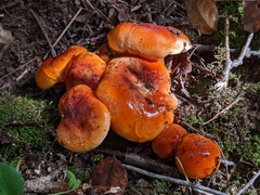Hygrophorus subsalmonius