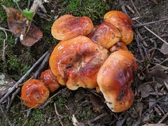 Hygrophorus subsalmonius