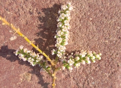 Tamarix