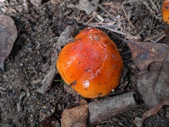 Hygrophorus subsalmonius