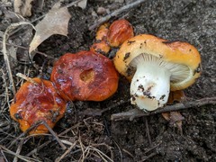 Hygrophorus subsalmonius