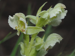 Pterygodium hastatum