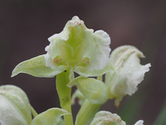 Pterygodium hastatum