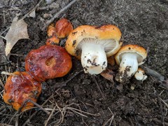 Hygrophorus subsalmonius