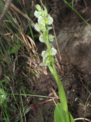 Pterygodium hastatum