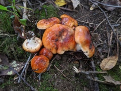 Hygrophorus subsalmonius