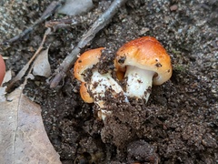 Hygrophorus subsalmonius