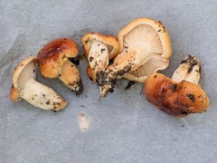 Hygrophorus subsalmonius