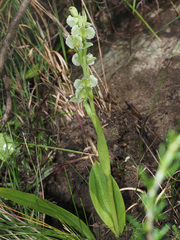Pterygodium hastatum