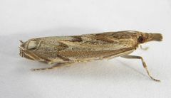 Mesolia baboquivariella