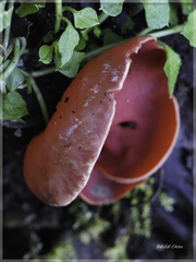 Sarcoscypha humberiana