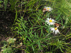 Athrixia angustissima