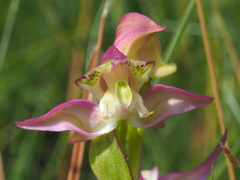 Disperis oxyglossa