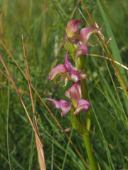 Disperis oxyglossa