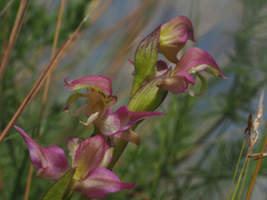 Disperis oxyglossa