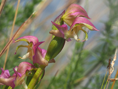 Disperis oxyglossa
