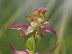 Disperis oxyglossa