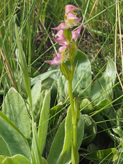Disperis oxyglossa