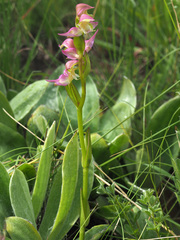 Disperis oxyglossa