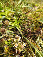 Euphrasia antarctica