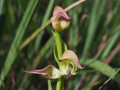 Disperis oxyglossa