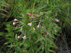 Epilobium capense