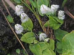 Huttonaea grandiflora