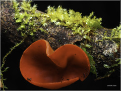 Sarcoscypha humberiana