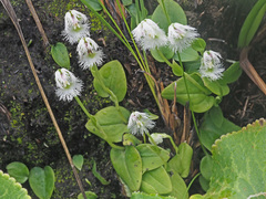 Huttonaea grandiflora