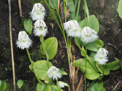 Huttonaea grandiflora