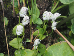 Huttonaea grandiflora