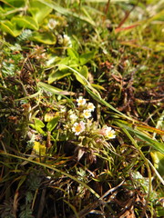 Euphrasia antarctica