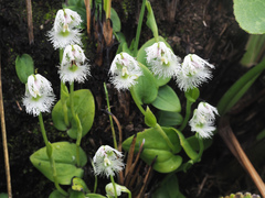 Huttonaea grandiflora