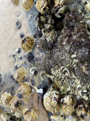 Sypharochiton pelliserpentis