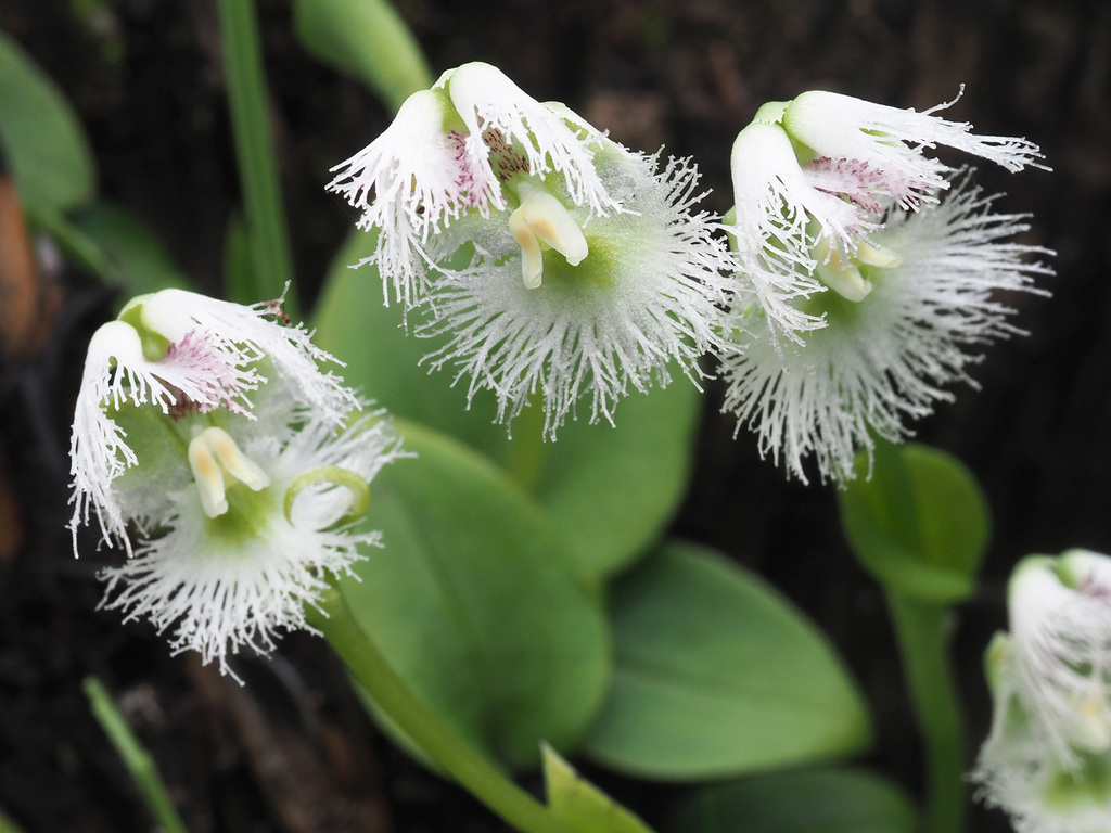 Grand Mask Orchid