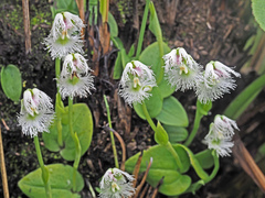 Huttonaea grandiflora