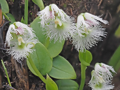 Huttonaea grandiflora