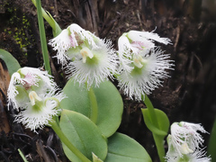 Huttonaea grandiflora