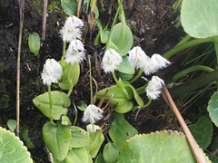 Huttonaea grandiflora