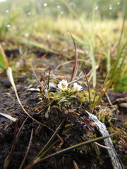 Euphrasia antarctica