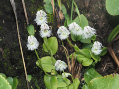 Huttonaea grandiflora