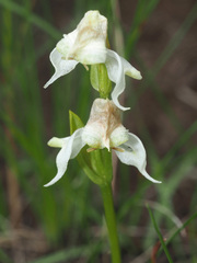 Disperis wealei