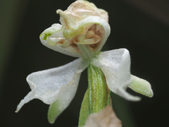 Disperis wealei