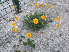 Tetraneuris linearifolia