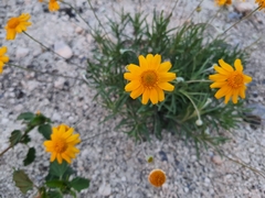 Tetraneuris linearifolia