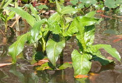 Persicaria barbata