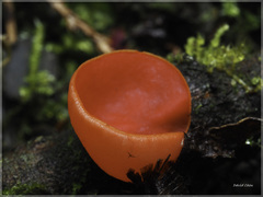 Sarcoscypha humberiana