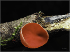 Sarcoscypha humberiana